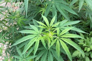 大麻で逮捕されたら|刑罰と執行猶予